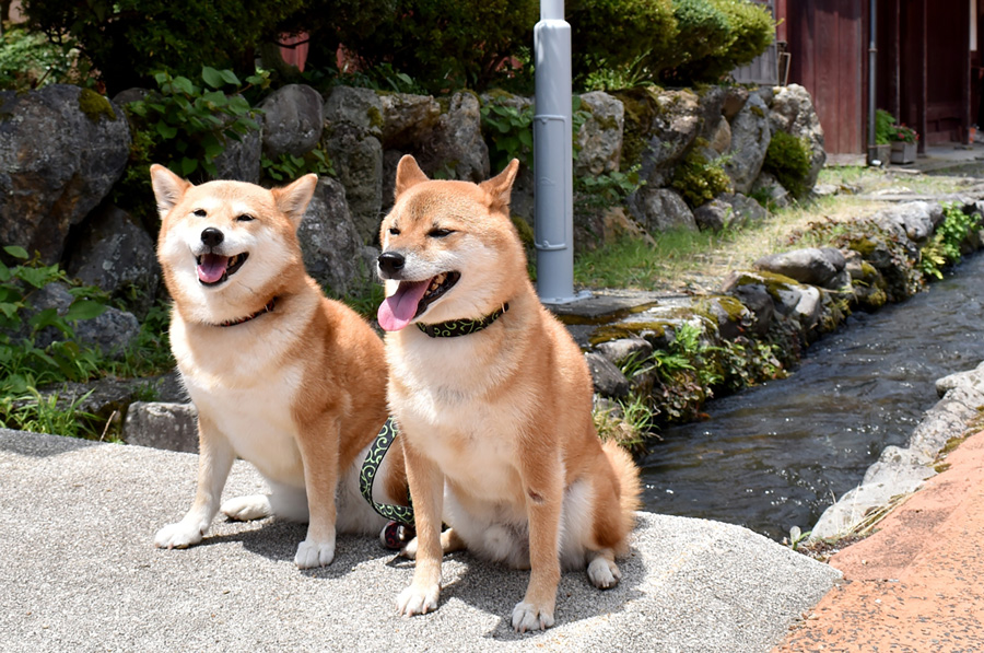 お悩み解決事例１ ：一人暮らしでペットを飼っていた方の場合