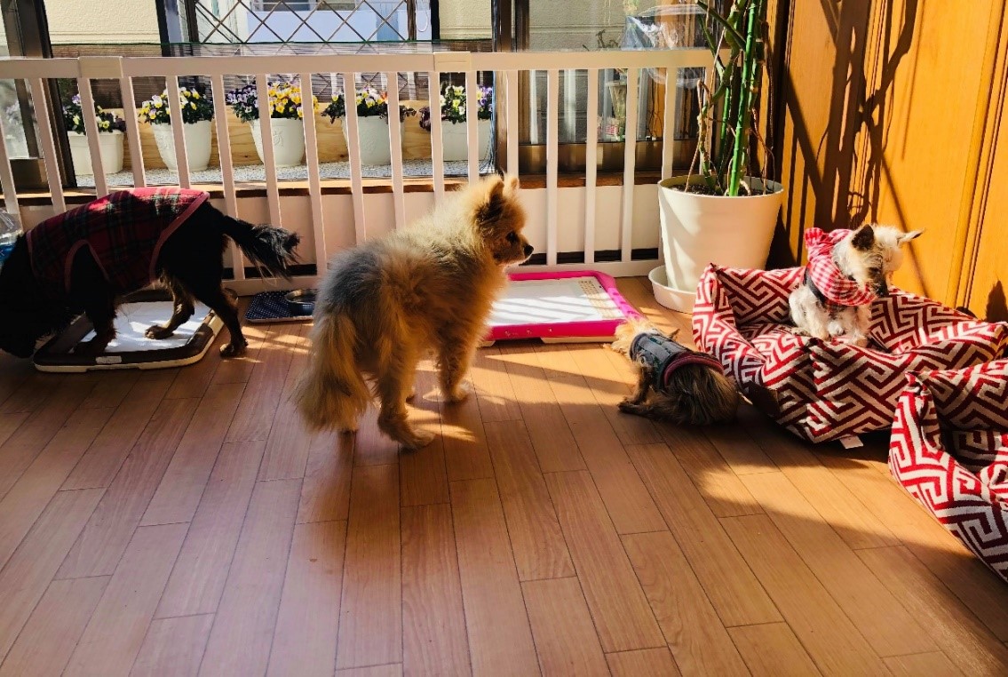 角田さんの愛犬と老犬たち