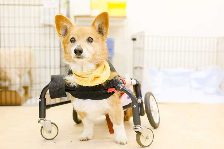 様々な大きさの車いすが用意され小型犬にも対応