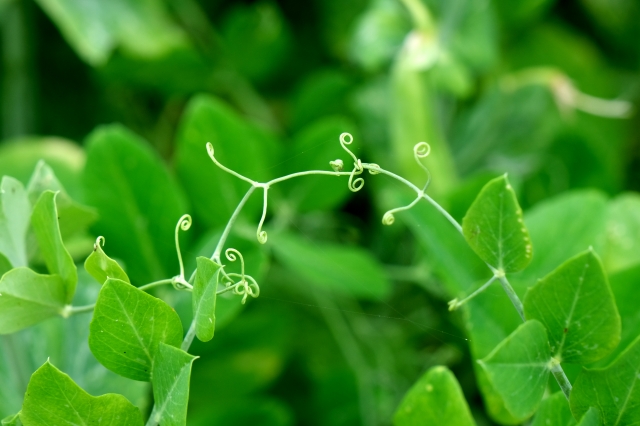 つるとつるがつながる様子の画像